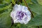 Purple datura flower with dewdrop.