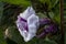 Purple datura flower with dewdrop.