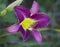 Purple Daylily Blossom with Bright Yellow Throat