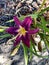 Purple Daylily, Hemerocallis Russian Rhapsody