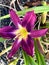 Purple Daylily, Hemerocallis Russian Rhapsody