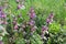 Purple dead nettle Lamium purpureum edible weed in the spring or summer garden. Red deadnettle medicinal plant