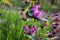 Purple dead nettle Lamium purpureum edible weed in the spring or summer garden. Red deadnettle medicinal plant