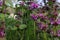 Purple dead nettle Lamium purpureum edible weed in the spring or summer garden. Red deadnettle medicinal plant