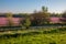 Purple deadnettle and henbit flowering in corn and soybean fields in Spring morning. Pink flowers. Nebraska landscape