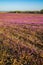 Purple deadnettle and henbit flowering in Spring in corn and soybean fields. Pink flowers. Nebraska landscape