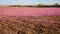 Purple deadnettle and henbit flowering in Spring in corn and soybean fields. Pink flowers. Nebraska landscape