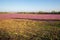 Purple deadnettle and henbit flowering in Spring in corn and soybean fields. Pink flowers. Nebraska landscape