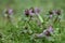 Purple deadnettle (Lamium purpureum)