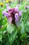Purple Deadnettle or Purple Archangel (Lamium Purpureum)