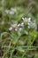 Purple Deadnettle Wildflowers - Lamium purpureum