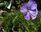 Purple delight Lilac Hibiscus, Alyogyne huegelii \'Monle\'