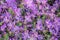 Purple delosperma (Trailing iceplant, Hardy ice, Pink carpet) fl