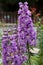Purple Delphinium Flower