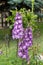 Purple Delphinium Flower