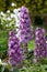 Purple Delphinium Flower