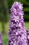 Purple Delphinium Flower