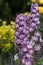 Purple Delphinium Flower