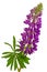 Purple Delphinium flowers