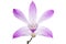 Purple dendrobium flower