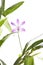 Purple dendrobium flower