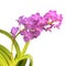 Purple dendrobium orchid flower