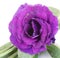 Purple desert rose flower on white
