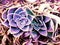 Purple desert rose succulents photographed in South Africa