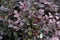 Purple diamond Loropetalum leaves