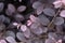 Purple diamond Loropetalum leaves