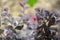 Purple diamond Loropetalum leaves and flowers