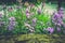 Purple Dianthus caryophyllus, carnation or clove pink
