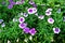 Purple Dianthus flower