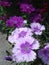 Purple dianthus flowers