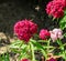 Purple Dianthus flowers plants, outdoor garden, close up