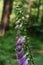 Purple digitalis blooming in forest