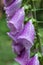 Purple digitalis blooming in forest