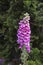 Purple Digitalis (foxglove)