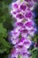 Purple Digitalis Purpurea Foxglove