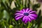 Purple dimorphic flower in a garden