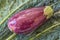 Purple Dominican eggplant on a background of Italian Lacinato Nero di Toscana heirloom dinosaur kale