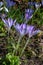 Purple Dorothy crocuses bloom in spring in the garden, ephemeral bulbous flowers