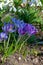 Purple Dorothy crocuses bloom in spring in the garden, ephemeral bulbous flowers