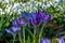 Purple Dorothy crocuses bloom in spring in the garden, ephemeral bulbous flowers