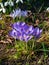 Purple Dorothy crocuses bloom in spring in the garden, ephemeral bulbous flowers