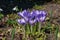 Purple Dorothy crocuses bloom in spring in the garden, ephemeral bulbous flowers