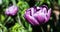 Purple Double Late Tulip