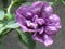 Purple double petunia close up