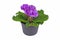 Purple double primrose in flower pot