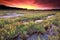 Purple dramatic sunrise over moorland with bog asphodel